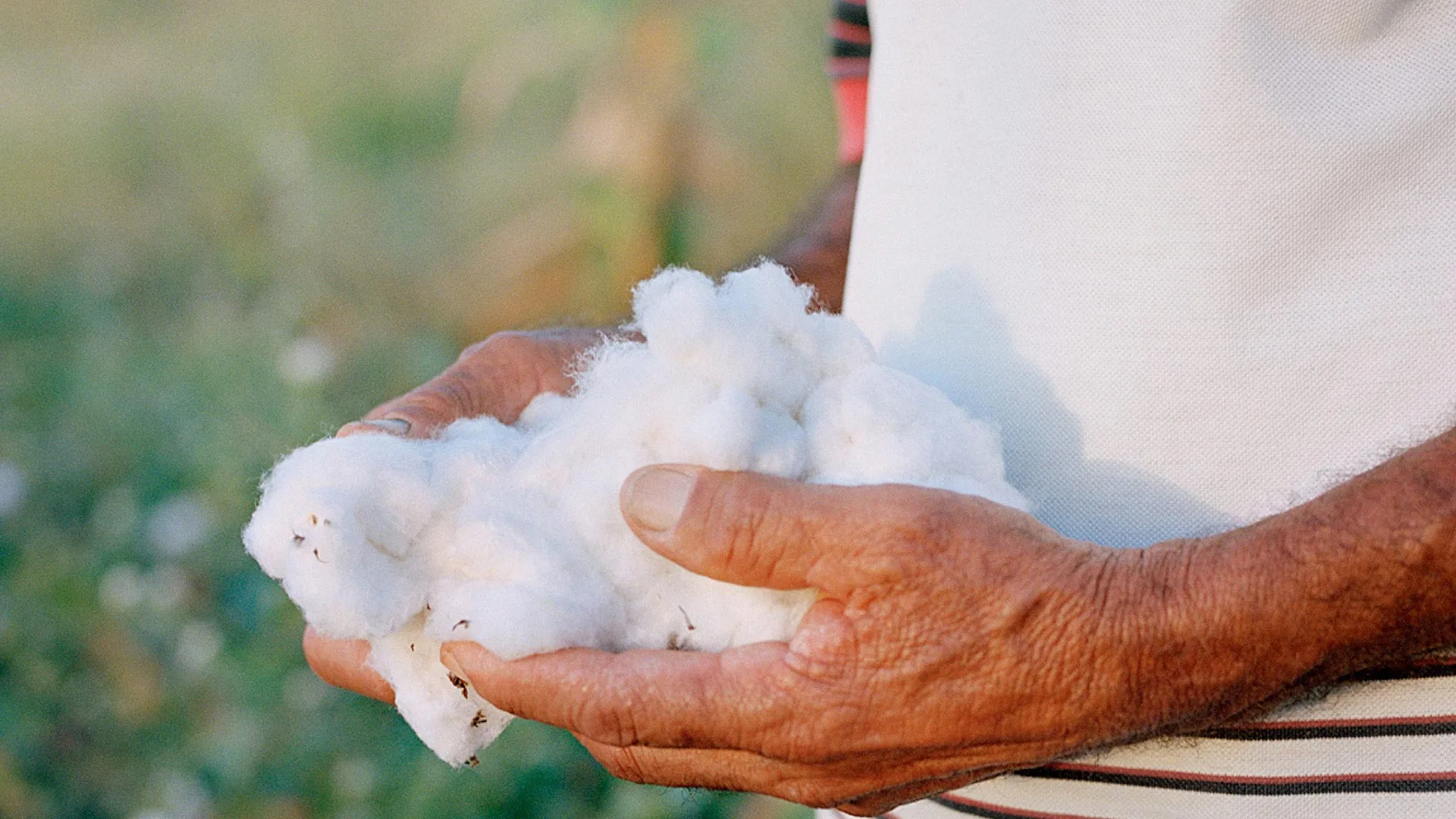 Nahansicht von zwei Händen, die geerntete Bio-Baumwolle halten